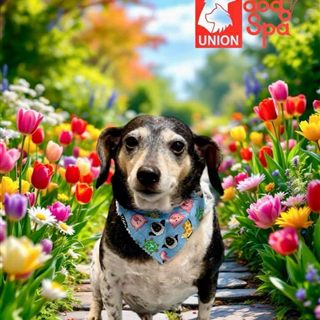 JIL office dog in a flower garden